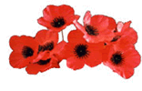a_poppies_white_1_